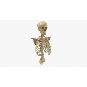 Human Rib Cage Spine Female Skull Calvicle and Scapula Bones With Intervertibral Disks Anatomy 01 3D model